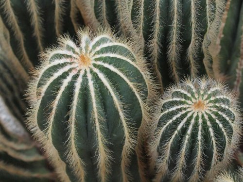 英冠丸 群生 エリオカクタス属 Eriocactus Magnificus 1点もの】Eriocactus magnificus マグニフィカス 英冠玉 群生株 | ¨