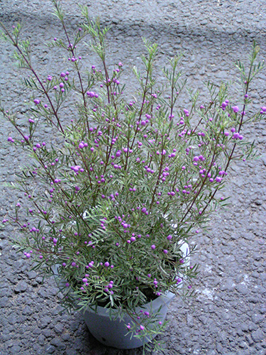 ボロニア Boronia ミカン科 Rutaceae