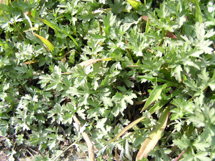 アルテミシア ヨモギ Artemisia