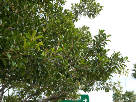 フィカス類 ゴムの木の仲間 Ficus その４