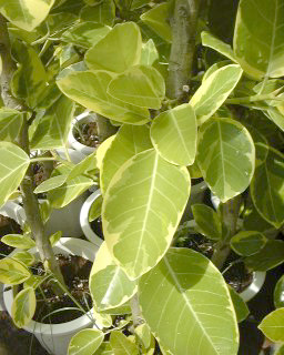 Ficus willdemaniana