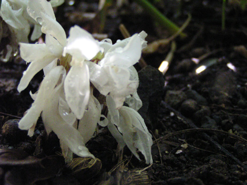 Calathea bachemiana flower