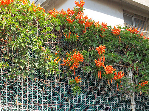 カエンカズラ ピロステギア Pyrostegia ノウゼンカズラ科 Bignoniaceae