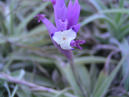 Tillandsia cacticola flower