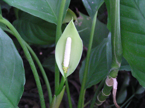 Aglaonema costatum immaculatum flower