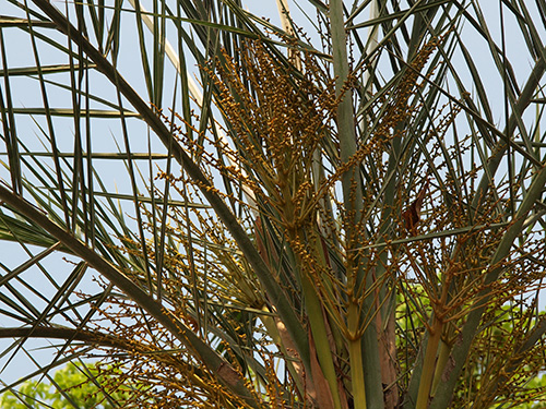 カナリーヤシ フェニックス Phoenix ヤシ科（Arecaceae）
