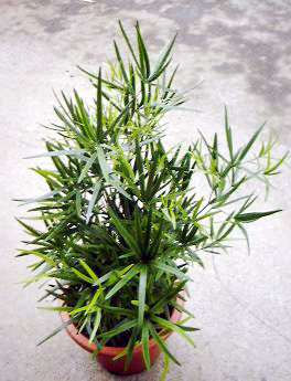 アスパラガス Asparagus キジカクシ科 Asparagaceae