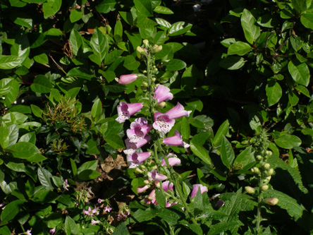 ジギタリス Digitalis オオバコ科 Plantaginaceae