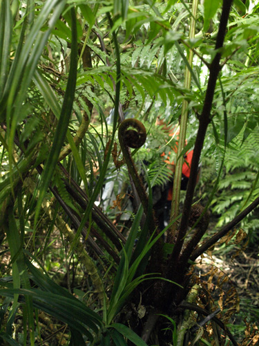 Cyathea podophylla