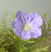 青い花 紫の花 赤紫の花