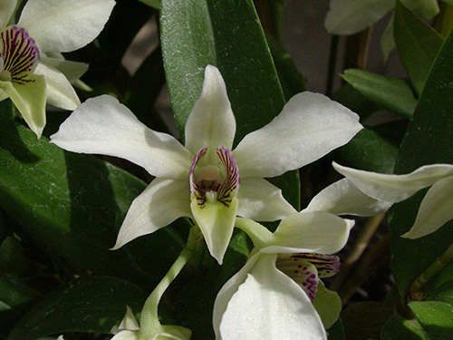 デンドロビウム品種色々 Dendrobium