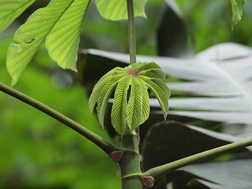 セクロピア Cecropia イラクサ科 Urticaceae