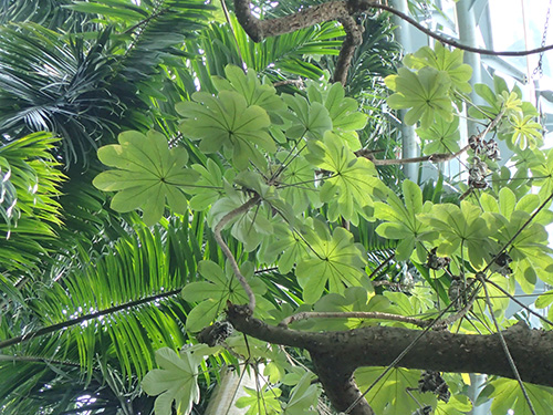 セクロピア Cecropia イラクサ科 Urticaceae