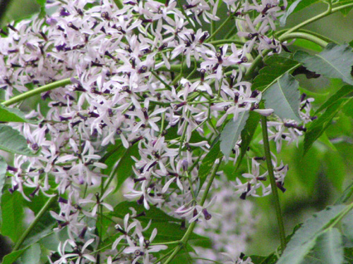 センダン Melia センダン科 Meliaceae