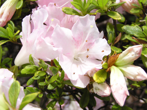クルメツツジの品種いろいろ Rhododendron